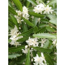 Hoheria angustifolia Hoheria angustifolia